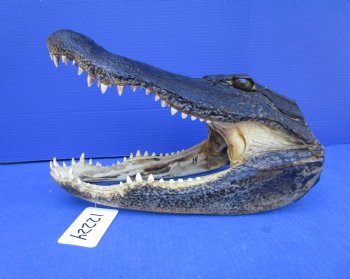 14 inches Large Taxidermy Louisiana Alligator Head - Buy this one for $64.99