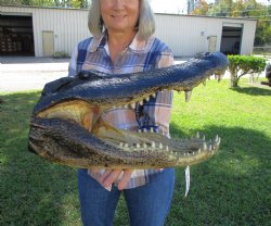 20 inches Taxidermy Alligator Head <font color=red> Massive Size</font> for $209.99