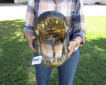 20 inches Taxidermy Alligator Head <font color=red> Massive Size</font> for $209.99