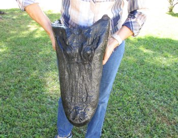 20 inches Taxidermy Alligator Head <font color=red> Massive Size</font> for $209.99