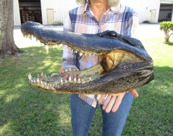 20 inches Taxidermy Alligator Head <font color=red> Massive Size</font> for $209.99