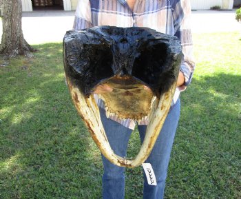 20 inches Taxidermy Alligator Head <font color=red> Massive Size</font> for $209.99