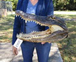 14 inches Large Taxidermy Louisiana Alligator Head - Buy this one for $64.99