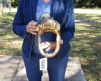 14 inches Large Taxidermy Louisiana Alligator Head - Buy this one for $64.99