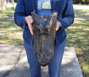 14 inches Large Taxidermy Louisiana Alligator Head - Buy this one for $64.99