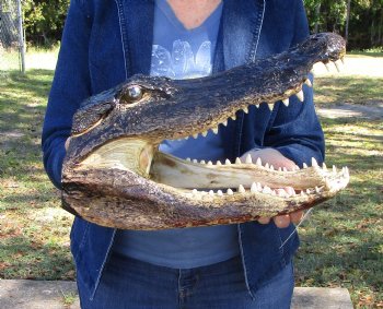 14 inches Large Taxidermy Louisiana Alligator Head - Buy this one for $64.99