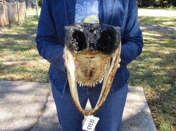 14 inches Large Taxidermy Louisiana Alligator Head - Buy this one for $64.99