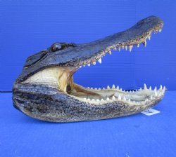 14 inches Large Taxidermy Louisiana Alligator Head - Buy this one for $64.99