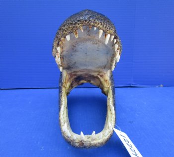 14 inches Large Taxidermy Louisiana Alligator Head - Buy this one for $64.99