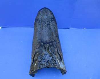 14 inches Large Taxidermy Louisiana Alligator Head - Buy this one for $64.99