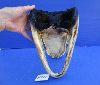 14 inches Large Taxidermy Louisiana Alligator Head - Buy this one for $64.99