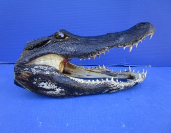 14-1/2 inches Large Taxidermy Louisiana Alligator Head - Buy this one for $64.99