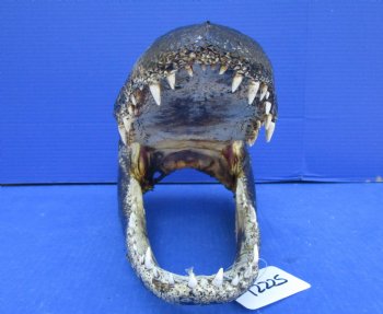 14-1/2 inches Large Taxidermy Louisiana Alligator Head - Buy this one for $64.99