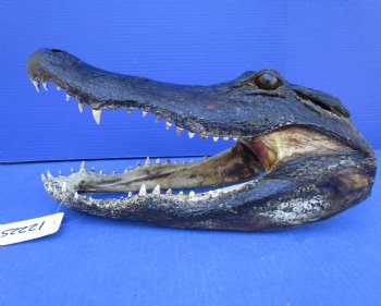 14-1/2 inches Large Taxidermy Louisiana Alligator Head - Buy this one for $64.99