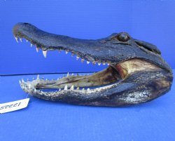 14-1/2 inches Large Taxidermy Louisiana Alligator Head - Buy this one for $64.99