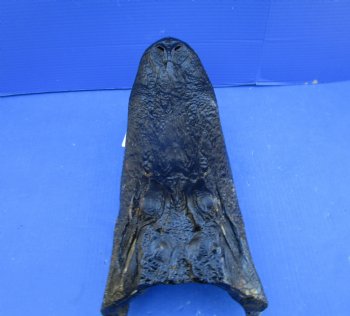 14-1/2 inches Large Taxidermy Louisiana Alligator Head - Buy this one for $64.99
