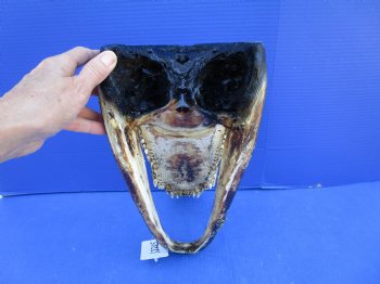 14-1/2 inches Large Taxidermy Louisiana Alligator Head - Buy this one for $64.99