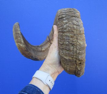 34 inches Extra Large African Merino Ram, Sheep Horn  for $39.99