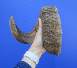 34 inches Extra Large African Merino Ram, Sheep Horn  for $39.99