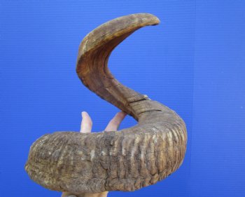 34 inches Extra Large African Merino Ram, Sheep Horn  for $39.99