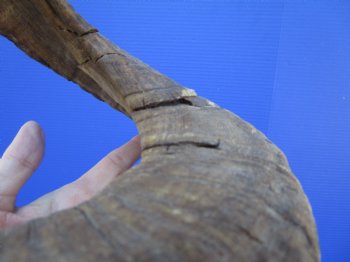 34 inches Extra Large African Merino Ram, Sheep Horn  for $39.99