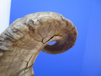 34 inches Extra Large African Merino Ram, Sheep Horn  for $39.99