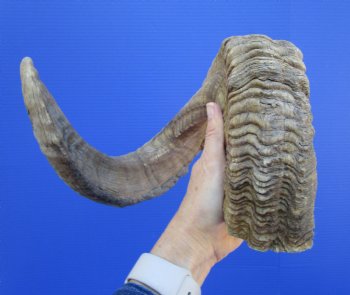 32 inches Extra Large African Merino Ram, Sheep Horn  for $39.99