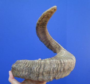 32 inches Extra Large African Merino Ram, Sheep Horn  for $39.99