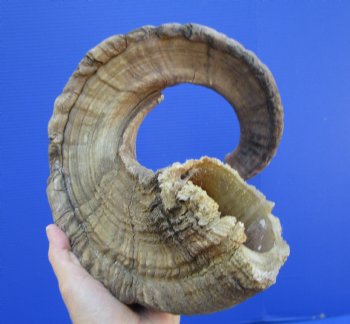 32 inches Extra Large African Merino Ram, Sheep Horn  for $39.99