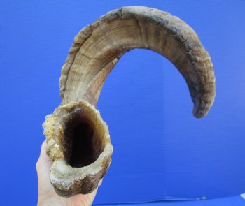 32 inches Extra Large African Merino Ram, Sheep Horn  for $39.99