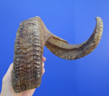 29 inches Large African Merino Ram, Sheep Horn  for $34.99