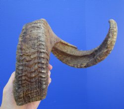29 inches Large African Merino Ram, Sheep Horn  for $34.99