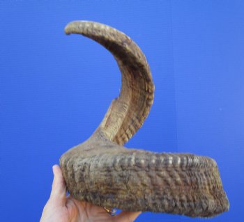 29 inches Large African Merino Ram, Sheep Horn  for $34.99