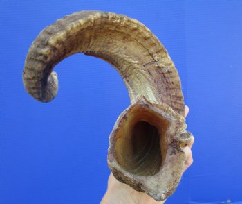 29 inches Large African Merino Ram, Sheep Horn  for $34.99
