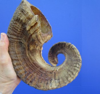 29 inches Large African Merino Ram, Sheep Horn  for $34.99