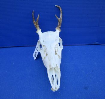4 Point Whitetail Deer Skull with Mandible and 5-3/4 inches Wide Spread for $64.99
