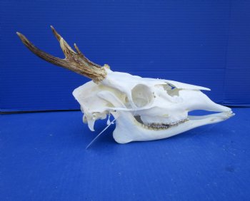 4 Point Whitetail Deer Skull with Mandible and 5-3/4 inches Wide Spread for $64.99