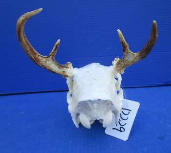 4 Point Whitetail Deer Skull with Mandible and 5-3/4 inches Wide Spread for $64.99