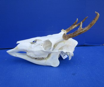 4 Point Whitetail Deer Skull with Mandible and 5-3/4 inches Wide Spread for $64.99