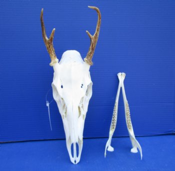4 Point Whitetail Deer Skull with Mandible and 5-3/4 inches Wide Spread for $64.99