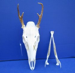 4 Point Whitetail D...