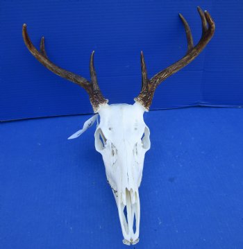7 Point Whitetail Deer Skull with Mandible and 15 inches Wide Spread for $89.99