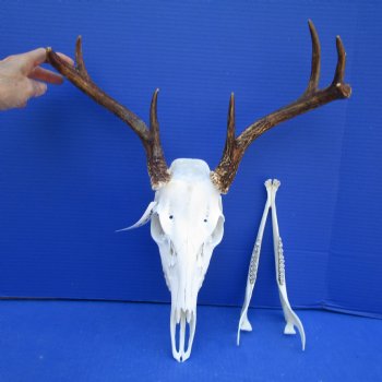 7 Point Whitetail Deer Skull with Mandible and 15 inches Wide Spread for $89.99