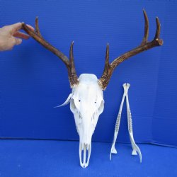 7 Point Whitetail Deer Skull with Mandible and 15 inches Wide Spread for $89.99