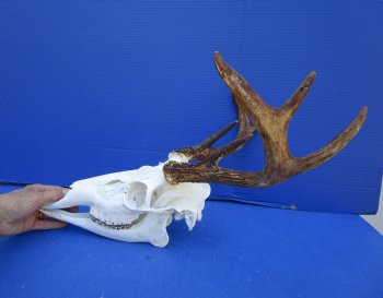 7 Point Whitetail Deer Skull with Mandible and 15 inches Wide Spread for $89.99