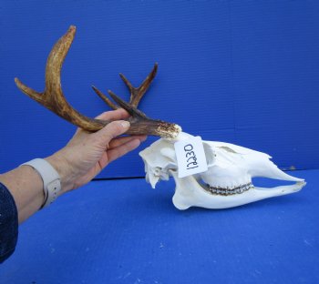 7 Point Whitetail Deer Skull with Mandible and 15 inches Wide Spread for $89.99