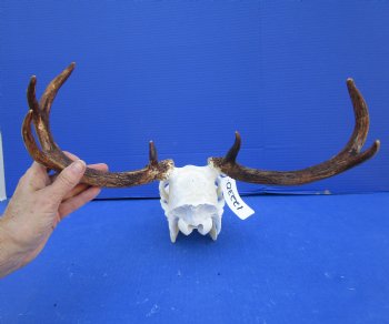 7 Point Whitetail Deer Skull with Mandible and 15 inches Wide Spread for $89.99