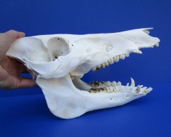 11 inches Authentic Georgia Wild Boar, Hog Skull - Buy this one for $69.99