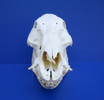 11 inches Authentic Georgia Wild Boar, Hog Skull - Buy this one for $69.99
