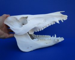 12 inches Authentic Georgia Wild Boar, Hog Skull <FONT COLOR=RED> Grade B Quality </font>- Buy this one for $59.99